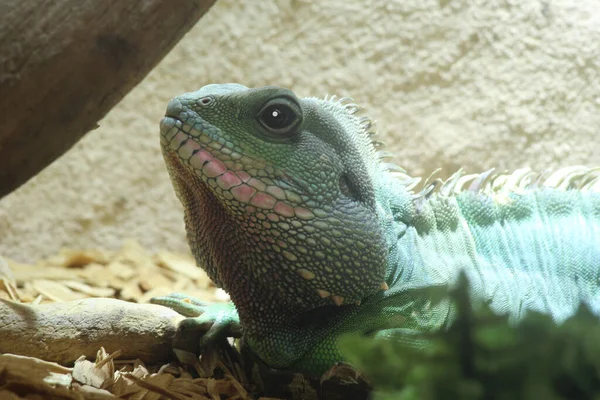 a portrait of a green monitor lizard lying on the ground