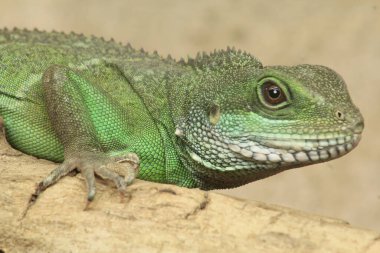 Yerde yatan iguana cinsinin büyük yeşil bir kertenkelesinin portresi.