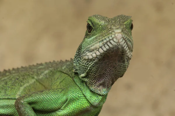 Retrato Gran Lagarto Verde Del Género Iguana Acostado Suelo —  Fotos de Stock