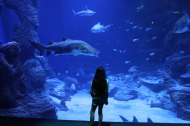 Büyük balıklarla dolu dev bir akvaryumun önünde tefekkür eden bir kız.