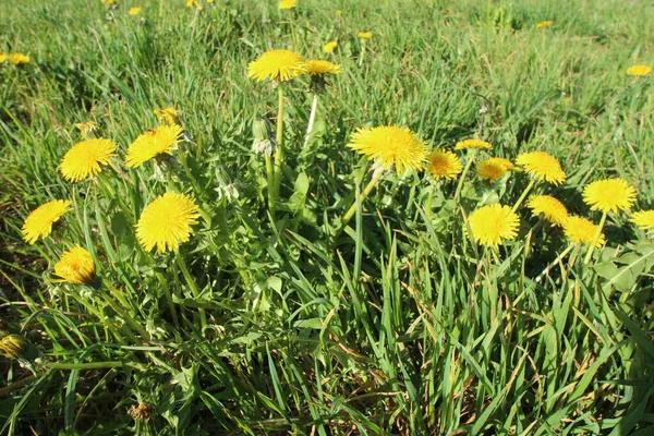 Mehrere Löwenzahnblüten Auf Einer Wiese Sommer — Stockfoto