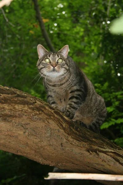 Eine Gestromte Katze Mit Grünen Augen Einem Baum Wald — Stockfoto