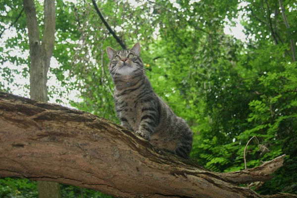 Ormandaki Ağaçta Tekir Bir Kedi — Stok fotoğraf