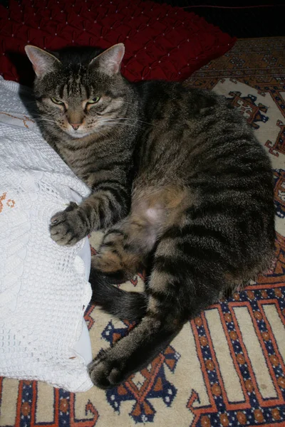 在主人家的垫子上休息的一只胖胖的猫 — 图库照片