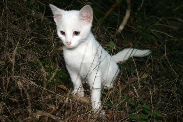 一只白色的小猫凝视着前方 非常专注 — 图库照片