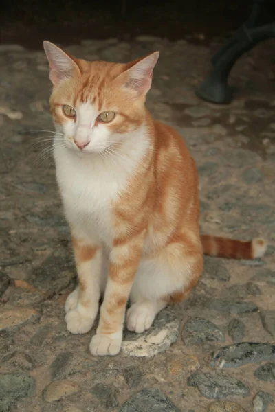 Güzel Kırmızı Bir Kedi Sokakta Oturuyor — Stok fotoğraf