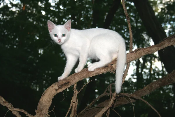 Ormandaki Bir Dalda Genç Beyaz Bir Kedi Yavrusu — Stok fotoğraf