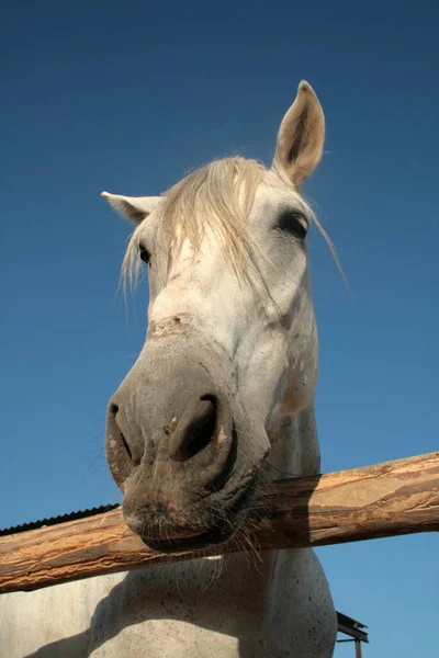 Portrait White Horse — Stock Photo, Image