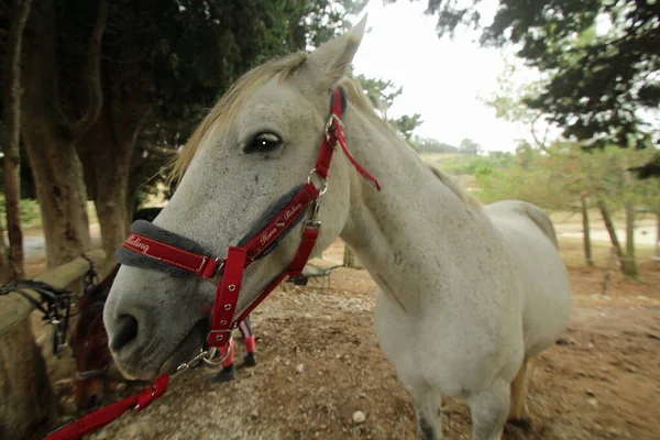 Portrait White Horse Tied Its Halter Equestrian Center — Stock Photo, Image