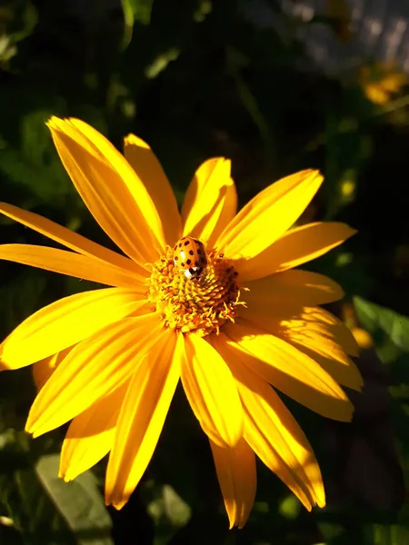 Besouro Sol Uma Flor Amarela — Fotografia de Stock