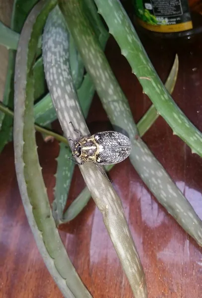 Aloe Yaprağındaki Böcek — Stok fotoğraf