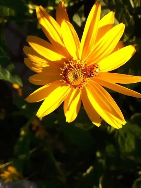 Heliopsis Med Skalbagge Solen Ljuset — Stockfoto