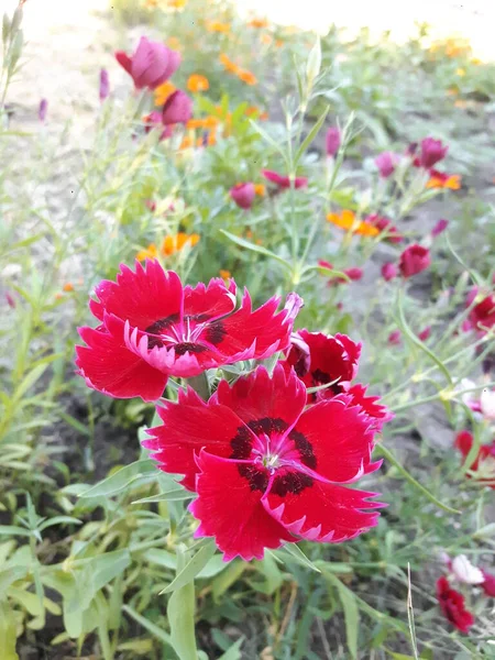 Червоні Садові Гвоздики Фон Квітів — стокове фото