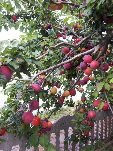 Ripe Red Plum Branch — Stock Photo, Image