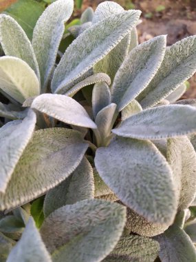 Çiçek tarlasına Stachy yünü ekin