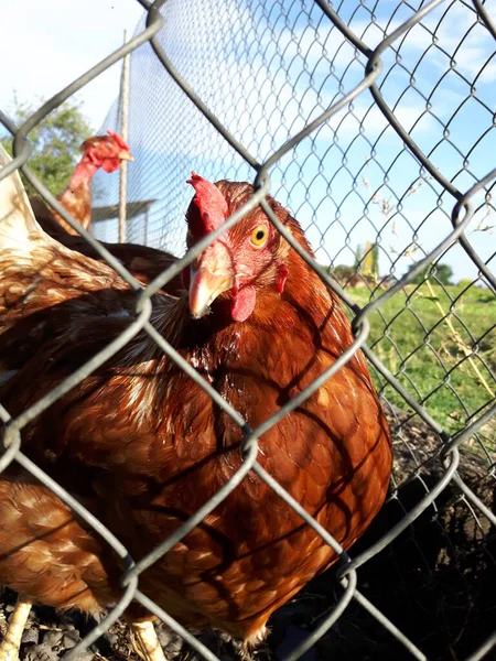 Köydeki bir ağın arkasında kızıl tavuk.
