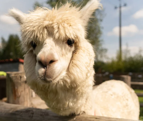 Young Alpaca Looks Camera — Stock Photo, Image