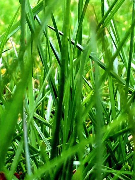 Groen Gras Park Gelegen Stad Guardo Provincie Palencia Spanje — Stockfoto