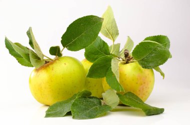 Ağaçtan toplanmış güzel elmalar.