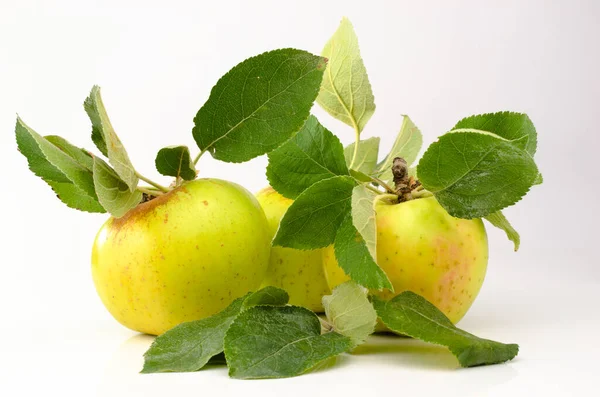 Ağaçtan toplanmış güzel elmalar.