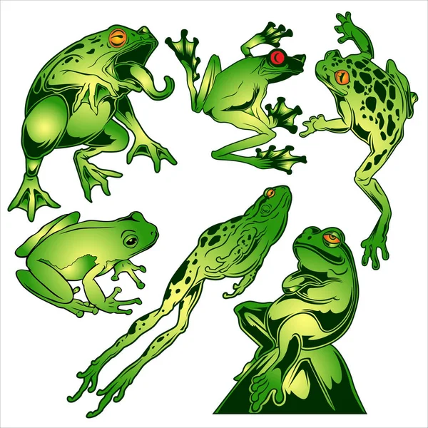 Żaba Zielony Rysunek Wektor Ilustracji — Wektor stockowy