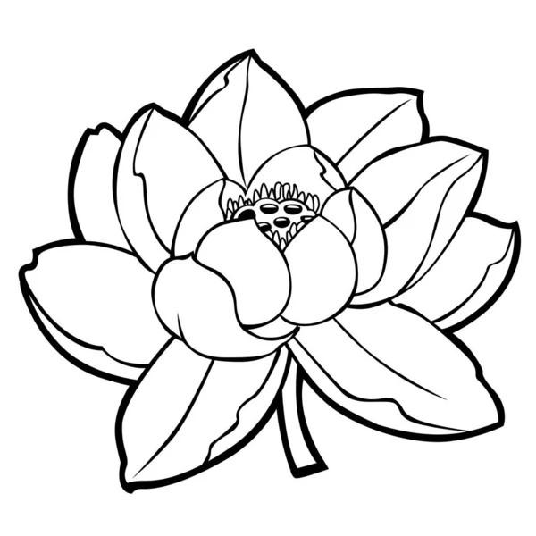 Lotus Fleur Vectoriel Silhouette Skech Tatoo Illustration Vectorielle — Image vectorielle