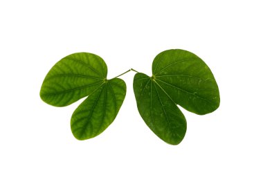 Beyaz arka planda tropik yapraklar.