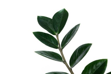 Beyaz arka planda tropik yapraklar.