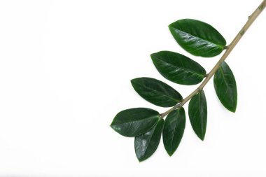 Beyaz arka planda tropik yapraklar.