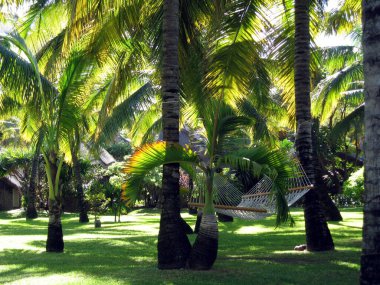 Mauritius Adası Palmiye Ağaçları Resorts Garden 'da yeşil gras ve hamak ile