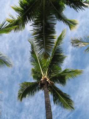Mauritius Adası Palmiye Ağaçları Resorts Garden 'da yeşil gras ve hamak ile