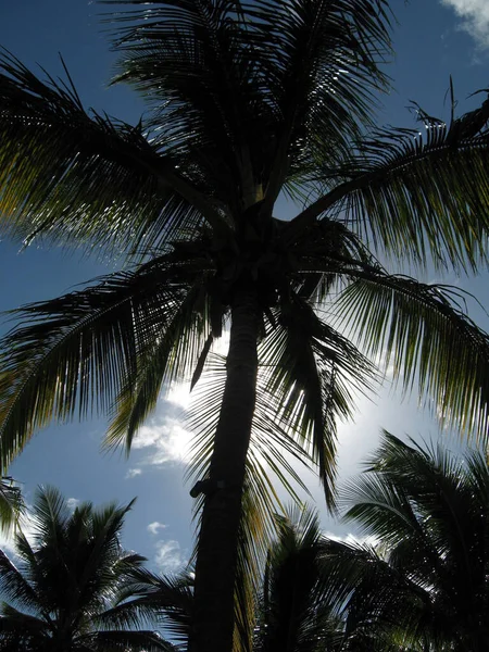 Mauritius Island Palm Bomen Een Resorts Tuin Met Groene Gras — Stockfoto