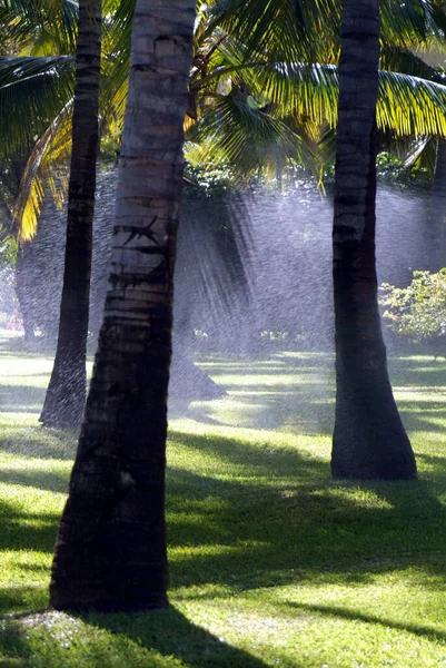 Ilha Maurícia Palmeiras Jardim Resorts Com Gras Verde Uma Rede — Fotografia de Stock