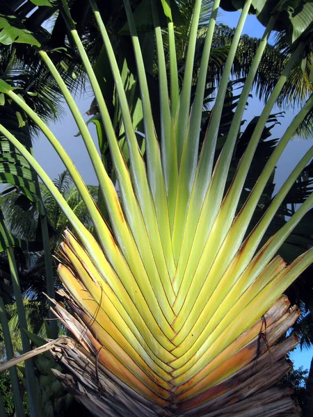Νησί Μαυρίκιος Palm Trees Ένα Resorts Garden Πράσινο Γκρα Και — Φωτογραφία Αρχείου