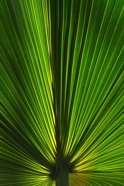 Mauritius Island Palm Trees Resorts Garden Green Gras Hammock — Stock Photo, Image