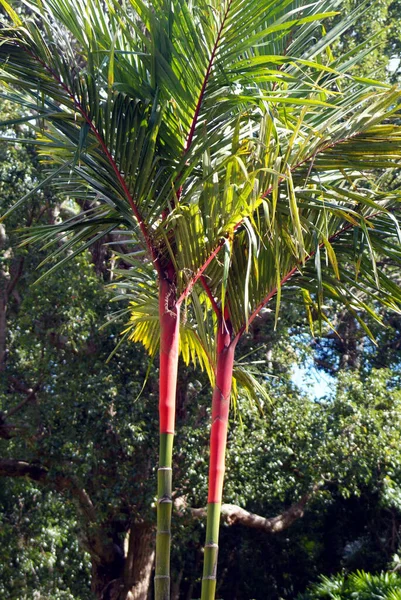 Ilha Maurícia Palmeiras Jardim Resorts Com Gras Verde Uma Rede — Fotografia de Stock