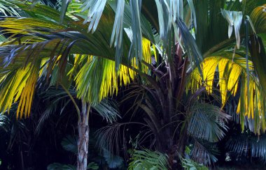 Mauritius Adası Palmiye Ağaçları Resorts Garden 'da yeşil gras ve hamak ile