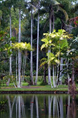 Mauritius Adası Palmiye Ağaçları Resorts Garden 'da yeşil gras ve hamak ile