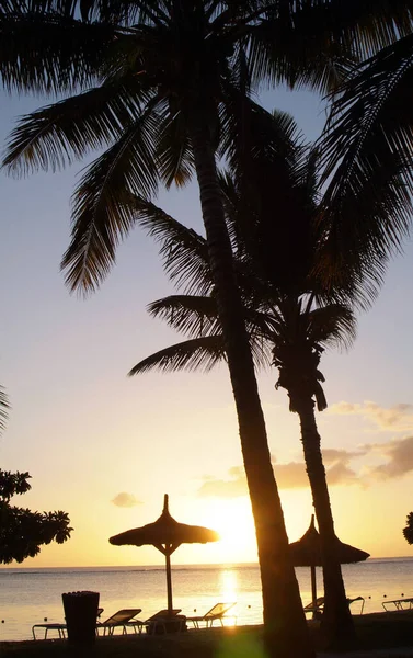 Mauritius Island Palm Bomen Een Resorts Tuin Met Groene Gras — Stockfoto