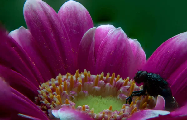 Nahaufnahme Einer Rosa Blume Mit Gelbem Stempel Und Pollen — Stockfoto