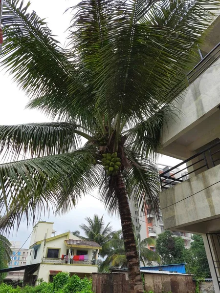 Coconut tree at village @khadakwasla pune