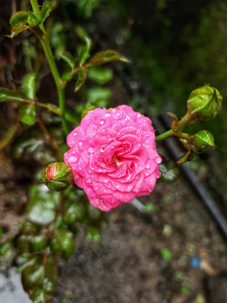 Beautiful Pink Rose Water Drops Rose Location Pune — Stock Photo, Image