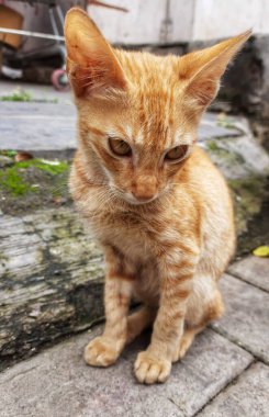 Güzel Kedi Gözlü Konum-Pune Maharashtra Hindistan