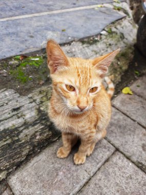 Güzel Kedi Gözlü Konum-Pune Maharashtra Hindistan