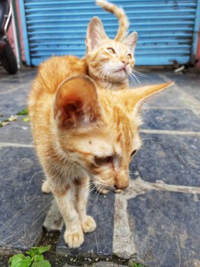 Güzel ikiz kediler Konum-Pune Maharashtra Hindistan.