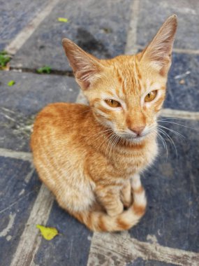 Güzel Kedi Gözlü Konum-Pune Maharashtra Hindistan.
