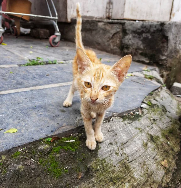 Güzel Kedi Gözlü Konum Pune Maharashtra Hindistan — Stok fotoğraf
