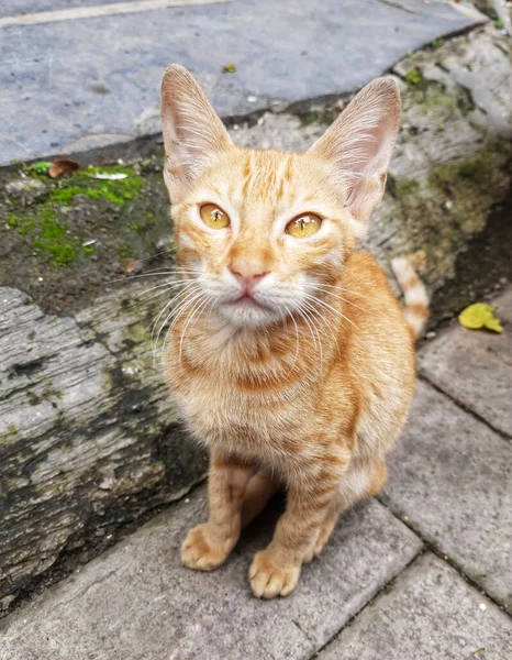 Güzel Kedi Gözlü Konum-Pune Maharashtra Hindistan