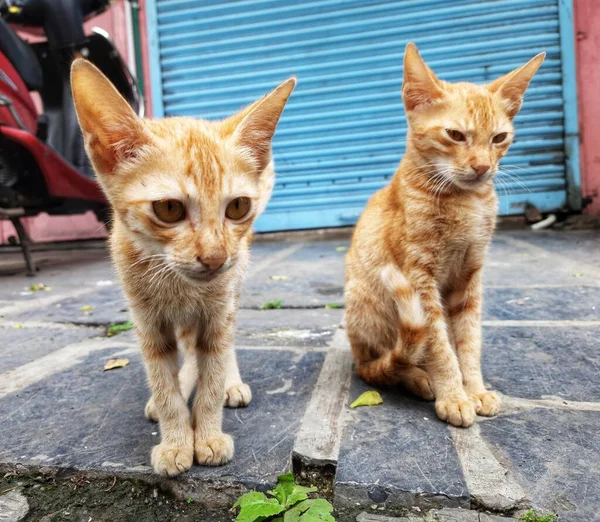 Kucing Kembar Yang Cantik Lokasi Pune Maharashtra India — Stok Foto