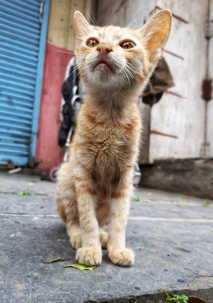 Όμορφη Cat Μάτια Τοποθεσία Pune Maharashtra Ινδία — Φωτογραφία Αρχείου